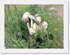 Coprinus comatus 2
